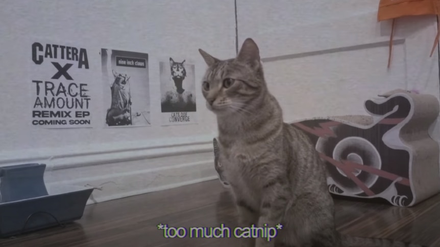 Image of cat from Cat metal band 'Cattera' in front of 'gig posters' and scratching post
