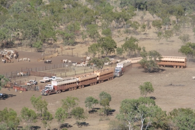 Cattle are loaded onto road trains