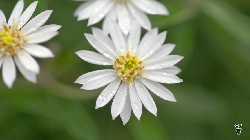 Close up photo of an Australian white native Daisy.