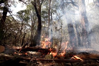 File photo: Forrest fire in Healesville (Getty Images: Luis Ascui)