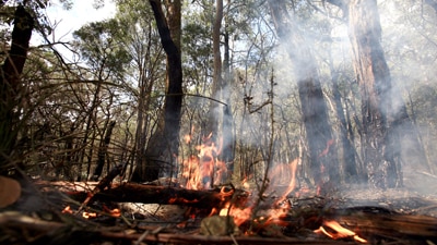 File photo: Forrest fire in Healesville (Getty Images: Luis Ascui)