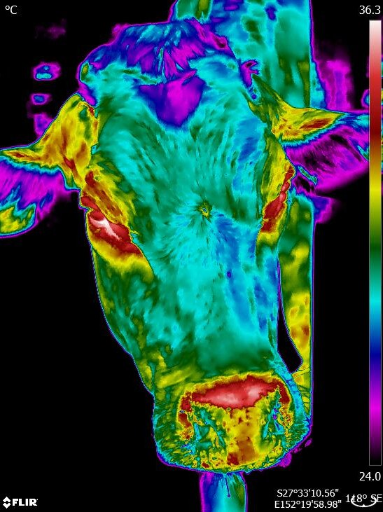 Heat sensor map to measure blood flow in a cow's eyes