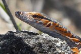 Close up of a small grey and orange lizard on a rock.
