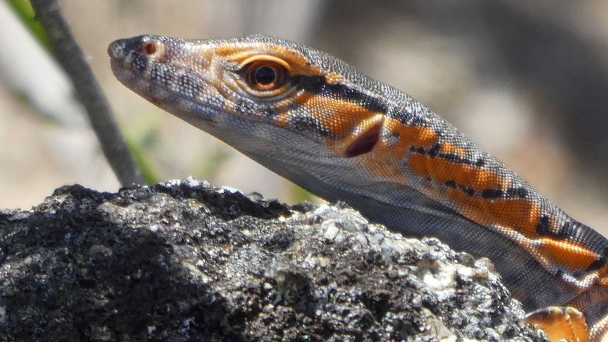 Close up of a small grey and orange lizard on a rock.