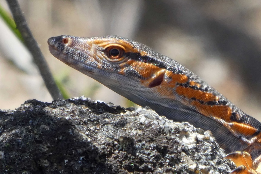 Close up of a small grey and orange lizard on a rock.