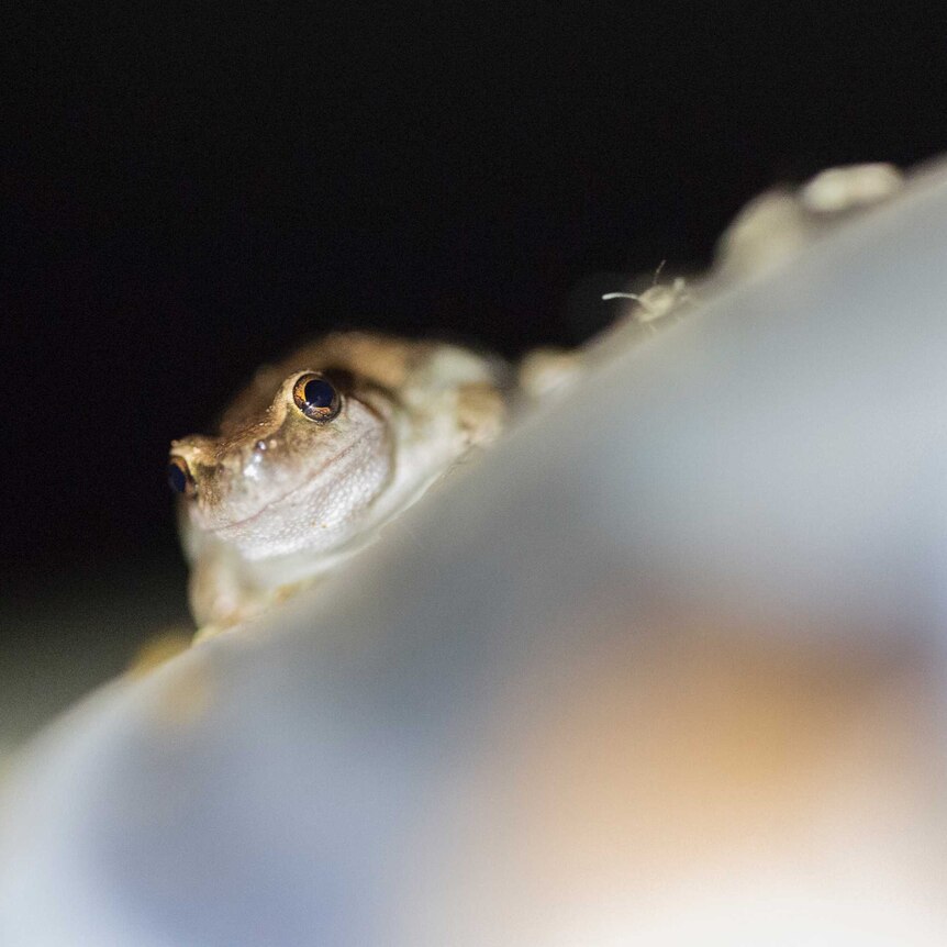 A very fat looking frog stares at the camera, is partially obscured by a pole and small crickets are in front of it