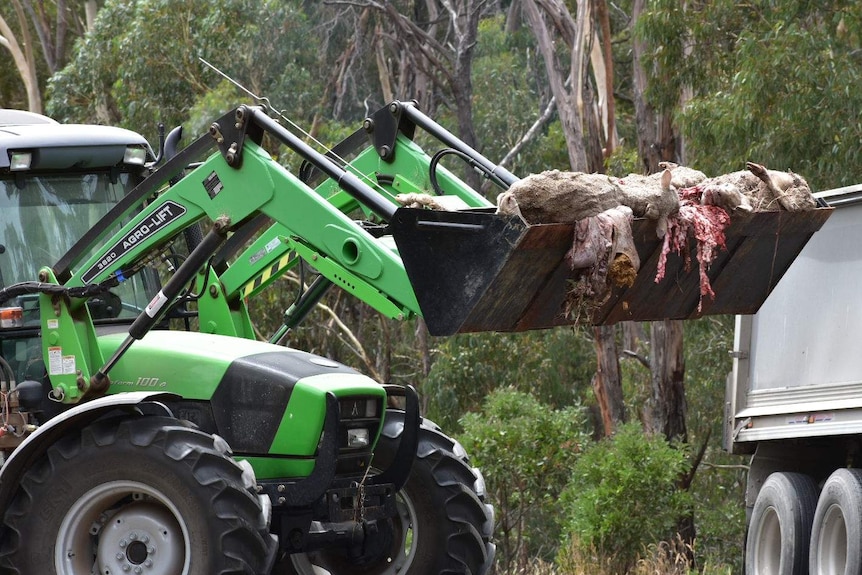 A bulldozer scoops up dead sheep after a truck rolled over south west of Ballarat.