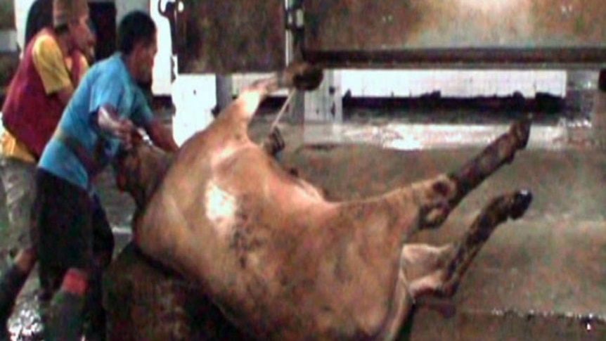 Animals Australia filmed in 11 randomly chosen abattoirs in Indonesia and provided the footage to Four Corners