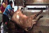 TV still of cattle in Indonesia from the ABC's Four Corners program