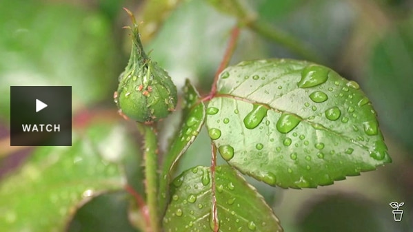 Aphids covering a rosebud. Has Video.