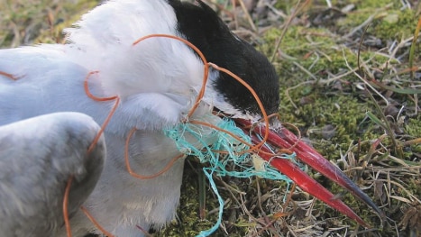 A dead bird on the ground with its beak entangled in fishing nets.