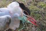 A dead bird on the ground with its beak entangled in fishing nets.
