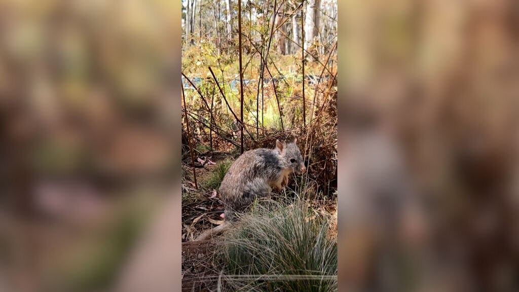 'Mini-kangaroos' released into Barrington Tops wildlife sanctuary - ABC ...
