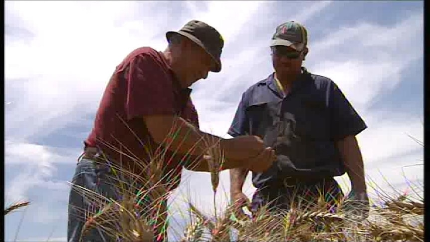 Farmers check out their wheat crop
