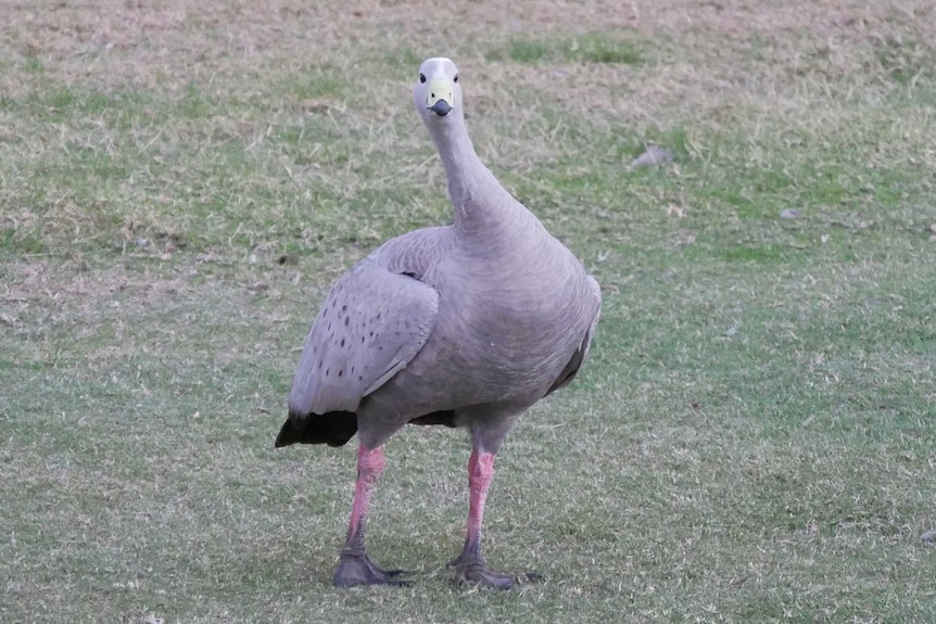 Cape Barren Goose