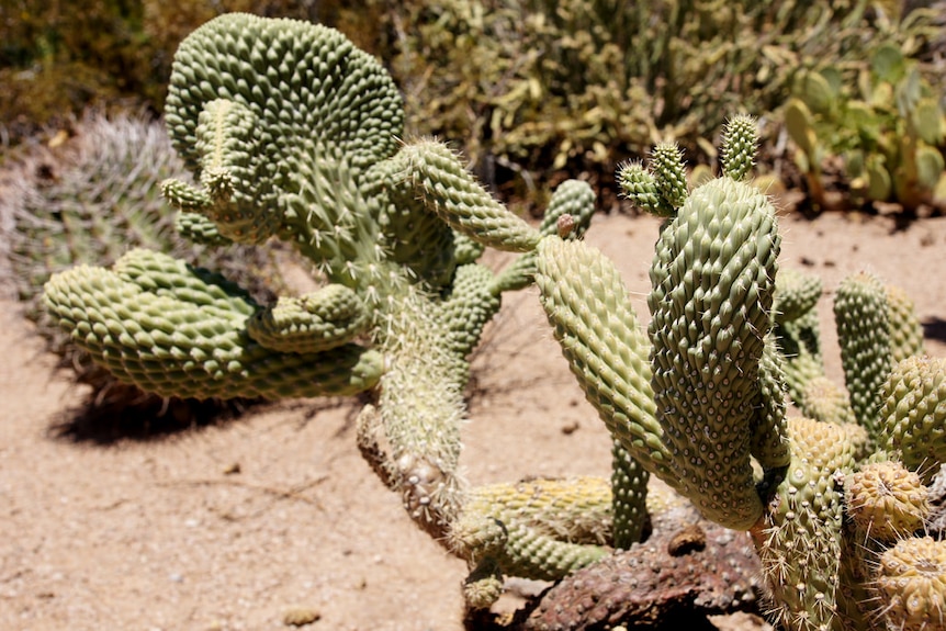 Boxing Glove cactus, Club Cactus, Opuntia fulgida, Desert Botanical Garden, Phoenix Arizona, pest, weed