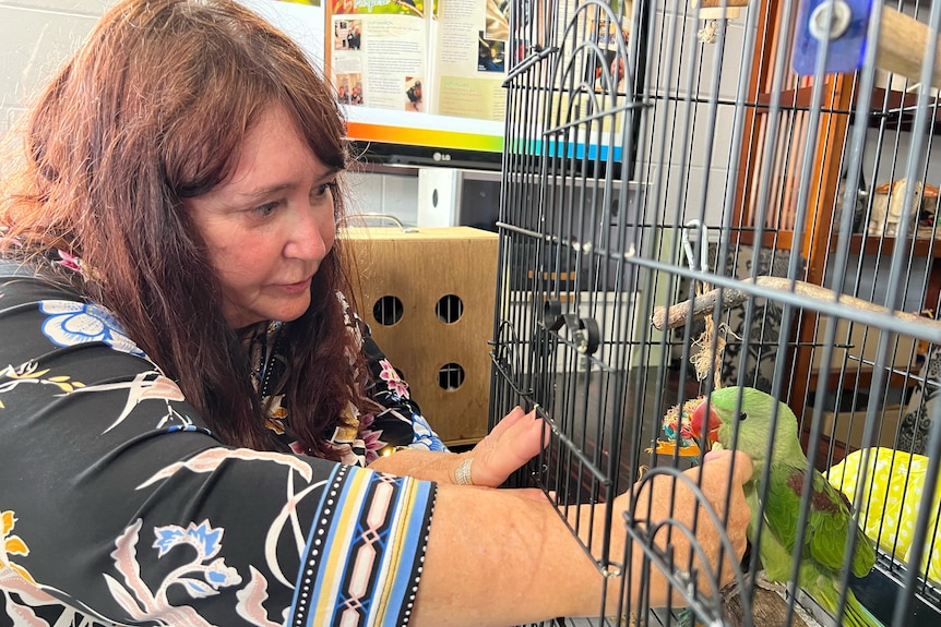 A lady with long brown hair strokes a green parrot in a cage