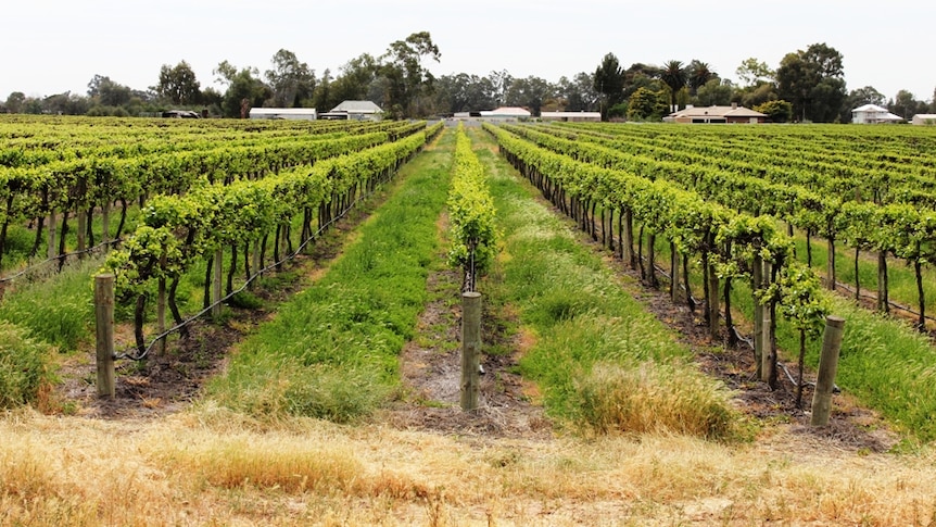 Grapevines in South Australia's Riverland