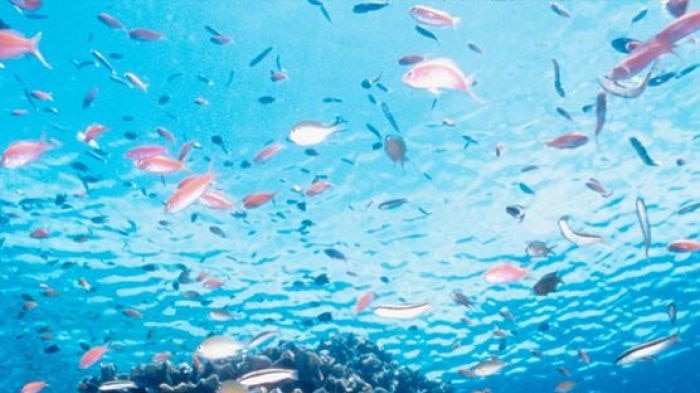 Experts say fish are affected by underwater noise pollution from shipping, small boat traffic in coral areas plus the sound of drilling and mining.
