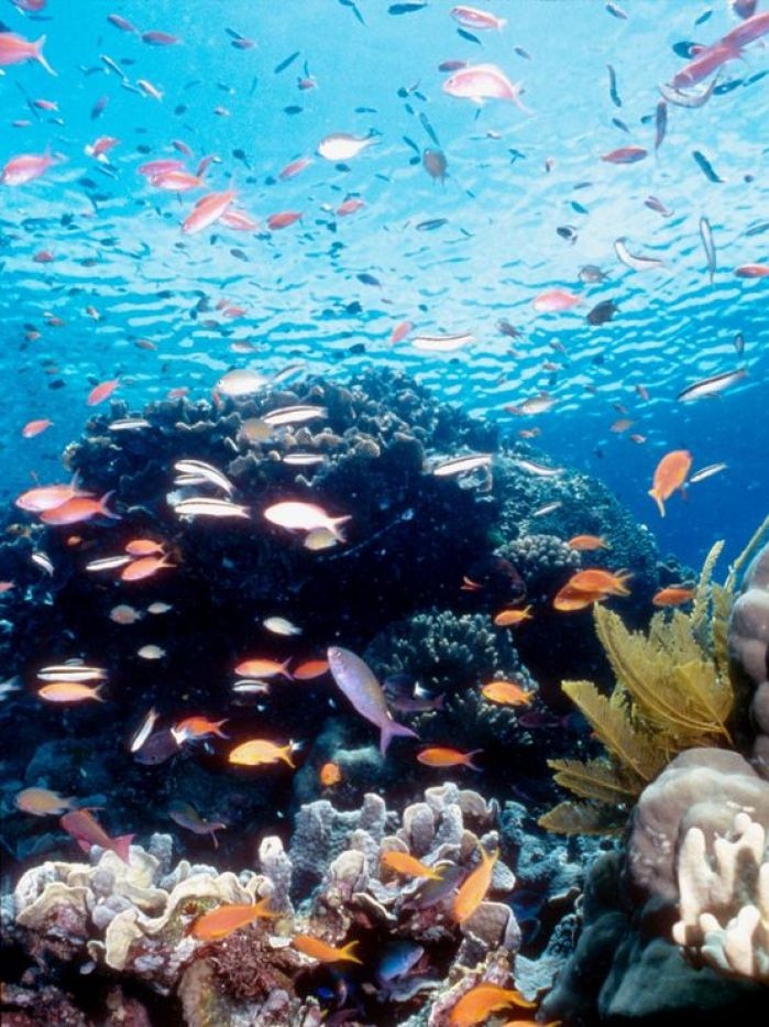 Researchers say the decline in growth on the Great Barrier Reef is unprecedented across 400 years.