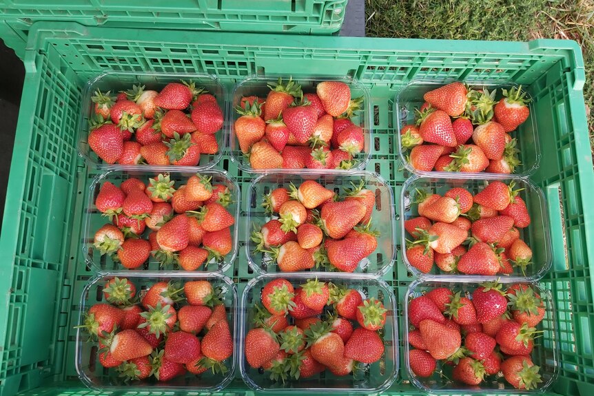 A crate of nine strawberry punnets.