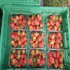 A case of nine strawberry punnets .
