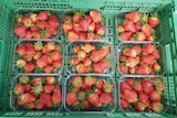 A crate of nine strawberry punnets.