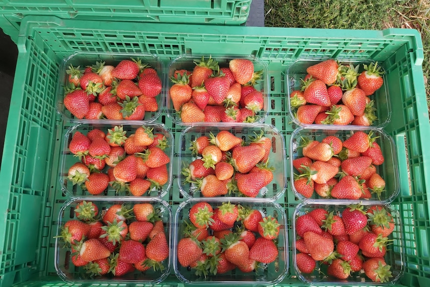 a crate of nine strawberry punnets