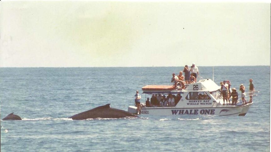 While tour boat with more than a dozen passengers on board look on as a mother humpback and her calf swim past.