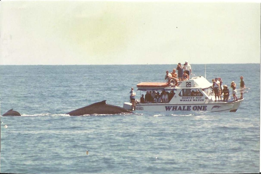 While tour boat with more than a dozen passengers on board look on as a mother humpback and her calf swim past.