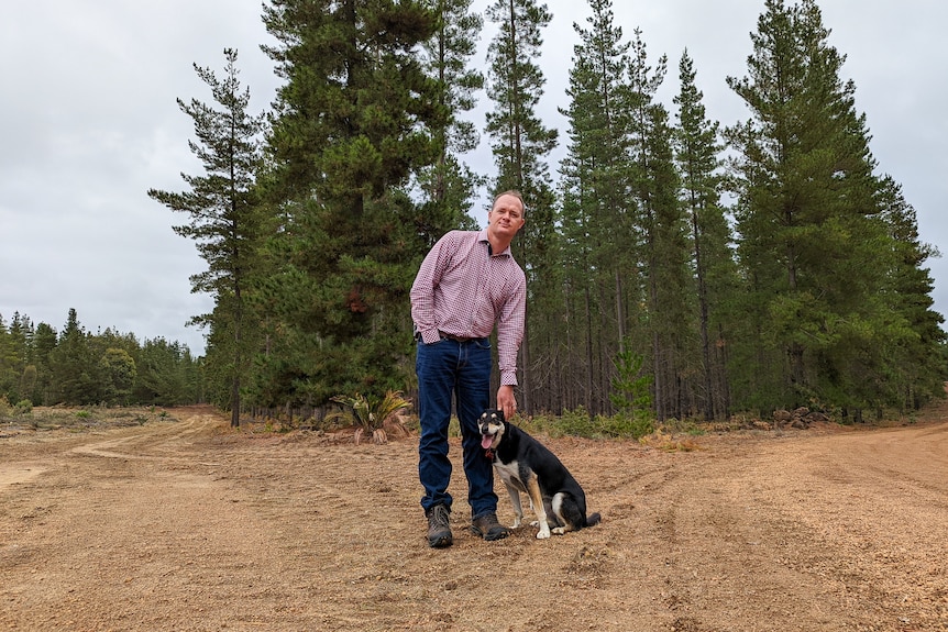 Wide shot of man with dog on dirt road in front of tall pine trees.