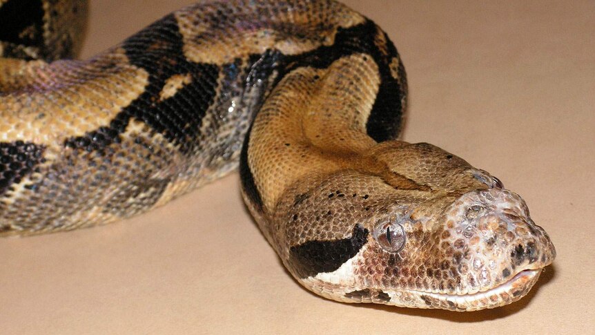 Boa Constrictor, native to Central and South America