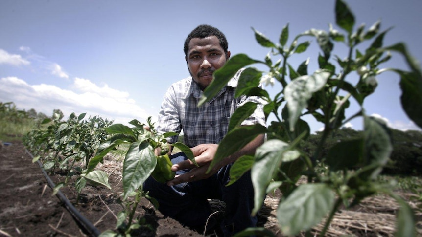 Working the crops in PNG