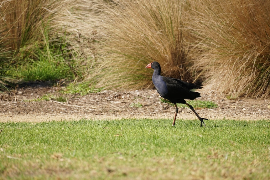 A bird in wetlands on the Victorian Surf Coast