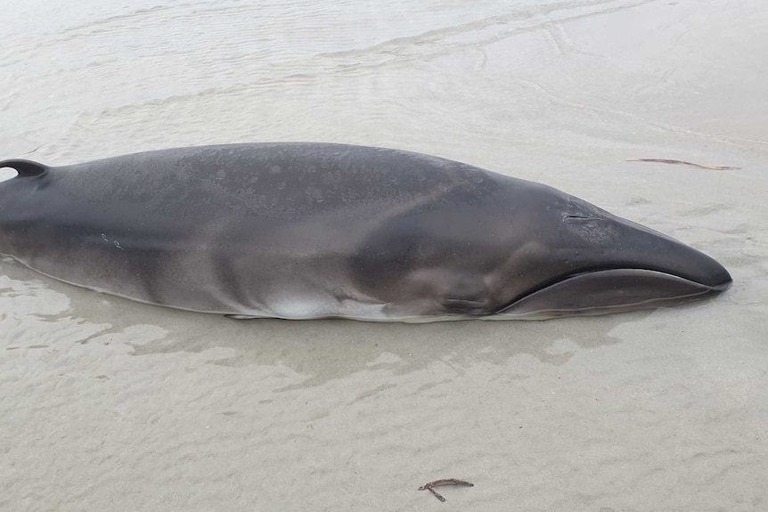 A baby minke whale beached on the sand on a beach