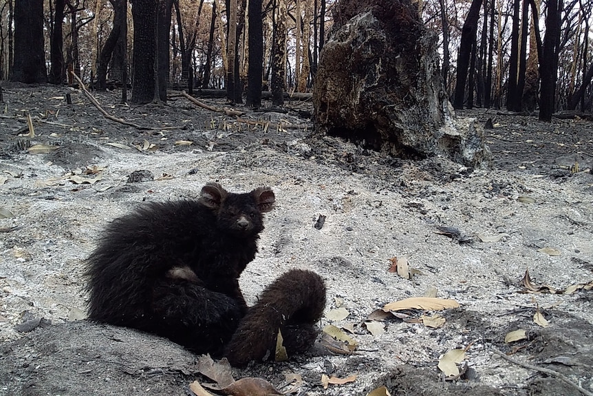 Burnt and injured Greater Glider possum in fire ground.