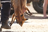 Foxes were targeted during a three day hunt