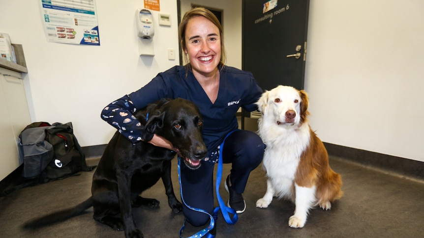 RSPCA veterinarian Steph Stubbs with two of her pet dogs wearing dog collars made from recycled plastic.
