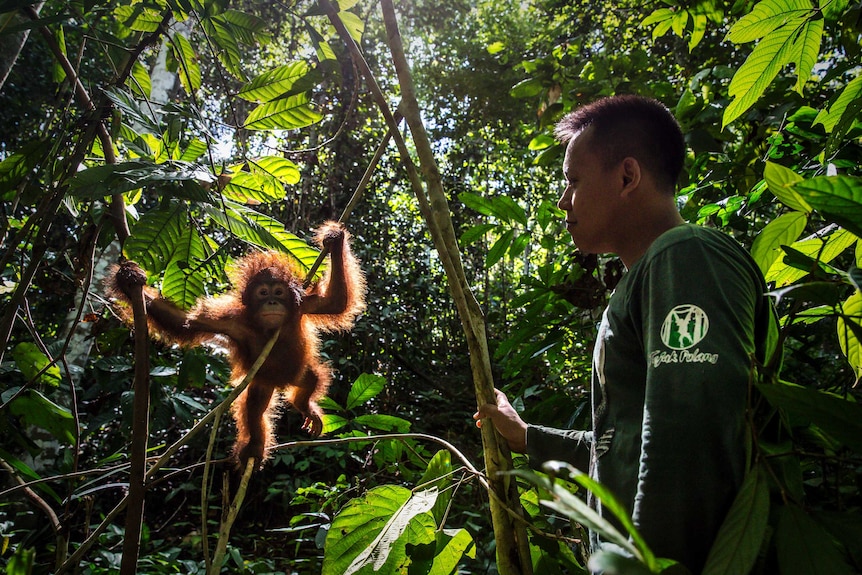 Baby Gonda tastes some wild ginger at the school. He is a small orangutan, and is holding himself up. A caretaker watches on.
