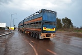 Cattle trade between Australia and Indonesia