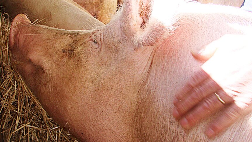 Hand patting sow in Tas piggery