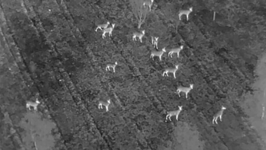 A black and white aerial image of deer lit up from a thermal camera standing in woodlands. 