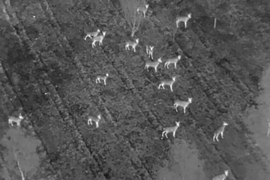A black and white aerial image of deer lit up from a thermal camera standing in woodlands. 