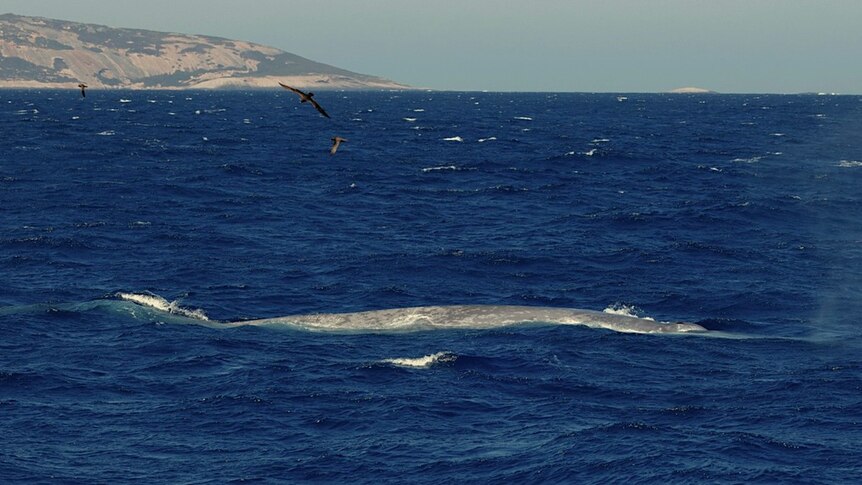 Gasps of wonder as 20m blue whale spotted in WA archipelago