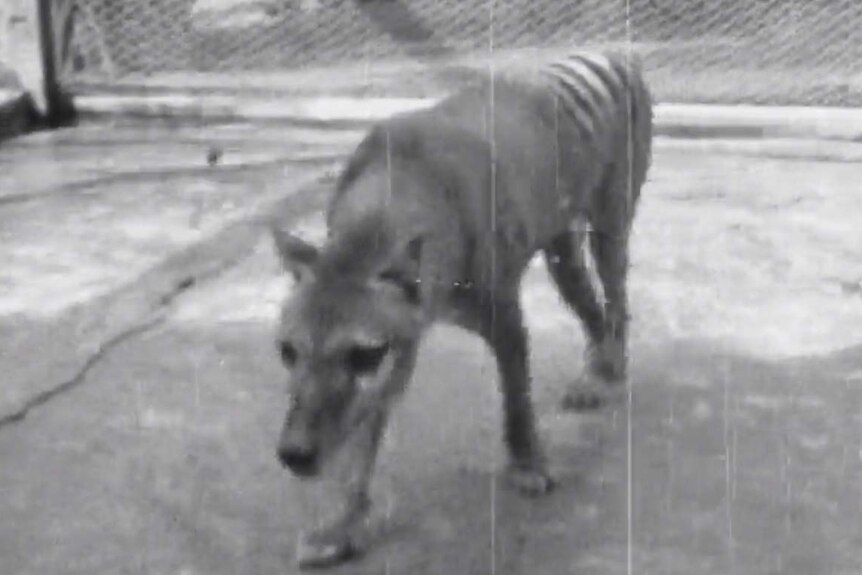 A thylacine, or Tasmanian tiger, walks around a zoo enclosure