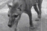 A thylacine, or Tasmanian tiger, walks around a zoo enclosure