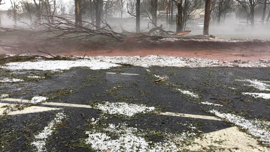 Trees down after a hail storm at Coolabunia, between Nanango and Kingaroy in southern Queensland.