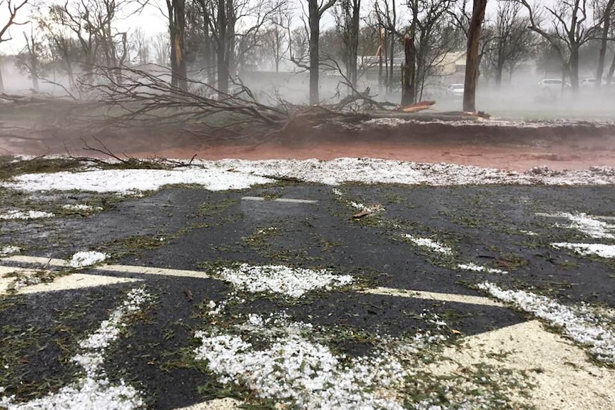 Trees down after a hail storm at Coolabunia, between Nanango and Kingaroy in southern Queensland.