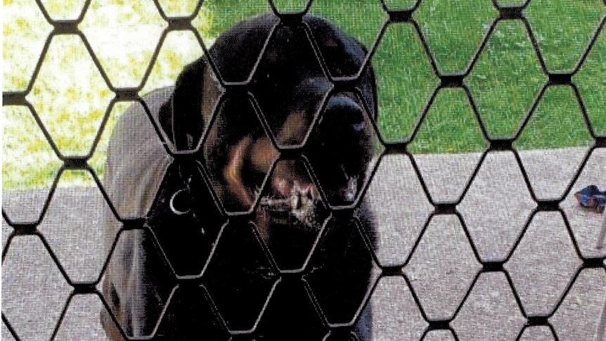 A rottweiler behind a fence