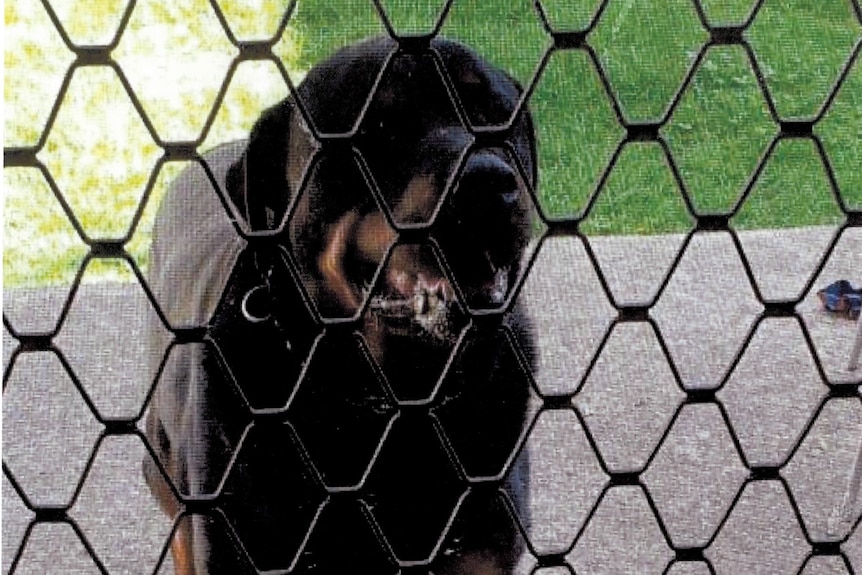 A rottweiler behind a fence